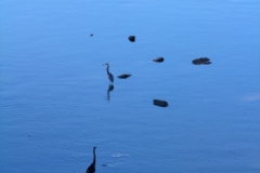 Garzas en la playa del Casco Antígüo